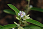  Helicteres angustifolia 山芝麻 | Helicteres angustifolia 山芝麻 锦葵目 梧桐科 山芝麻属 2009.05.10台北军舰岩