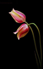 ~~ tulips ~~