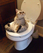 This cat hanging out on the toilet. | 31 Animal Pictures That Will Make You Say "WTF"