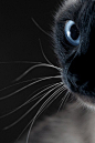 他们说黑色的猫咪是精灵-可爱图片-日出个性网(www.richu.cc)