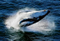 日本开捕座头鲸 44年来首次有国家大规模