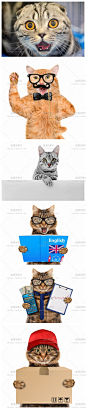 [gq66]25张趣味可爱搞笑创意猫咪宠物网站PS设计高清图片素材-淘宝网