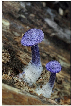 ♥锋雨同露♀采集到彩磨菇