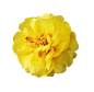 黄色花朵png