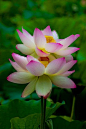 Double Lotus | Backyards Click: 