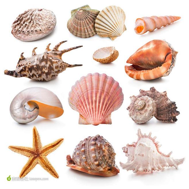 贝壳与海星高清桌面图片素材
