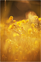 Photograph Golden flowers