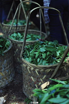 北行见杏花采集到茶