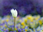 Photograph White one by Kouzou Nakano on 500px