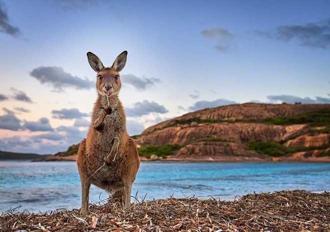 Esperance Kangaroo b...