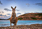 Esperance Kangaroo by Kesh West on 500px