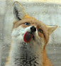 'What does the fox say?' Just had to...lol. http://www.finebornchina.cn