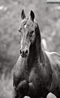 American Saddlebred: 