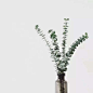 风物札记丨特别美的尤加利叶 永生花 非干花 植物 插花 60g 包邮-淘宝网