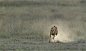 猎豹在高速奔跑中调整尾巴姿态来实现急速变向(GIF 9MB)。参考维基：角动量守恒定律