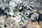 Kaboompics - Detail of leaves covered in frost