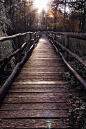 Forest Bridge, Austria
photo by max