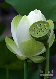 沐雨倾尘采集到花开物语