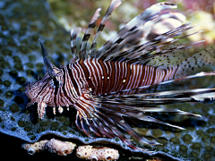 追梦踏浪采集到生物