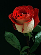 Red Rose http://www.nocredithistoryloans.co.uk: 