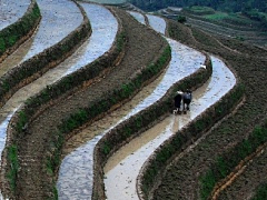 Wudimihu采集到初春的梯田