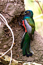 蓝顶美洲咬鹃 Trogon curucui 咬鹃目 咬鹃科 美洲咬鹃属 雄性
El Surucuá aurora (Trogon curucui), de la familia de los Quetzales, es una de las aves más hermosas que tenemos en Paraguay. Lo interesante de esta fotografía es el momento en que fue realizada, el ave está escarband