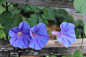 朝颜
学名：Ipomoea tricolor
英文名：Morning glory ，Heavenly Blue
别名：天蓝牵牛、变色牵牛、天堂蓝、三色牵牛
科属：旋花科( Convolvulaceae)番薯属 (Ipomoea)
原产地：美洲热带地区