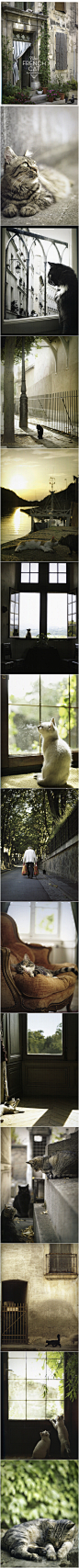 法国的女摄影师Rachael McKenna所拍摄的照片融汇而成的图册《The French Cat》。非常棒的一本关于法国小镇的猫咪生活的图册，每一张照片都静谧唯美，每一只猫咪都带着自身特有的优雅和神秘感却又不失俏皮，这本图册不仅仅只是向人们展示了猫咪的生活，同时也表现了法国小镇的浪漫景色，如诗如画。



