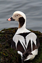 Long-tailed Duck | Cutest Paw