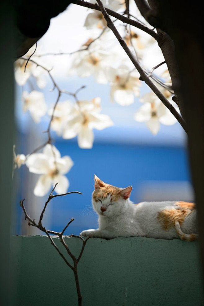 猫，花 ，春天的时候
 cats, bl...