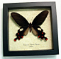 The Windmill Butterfly Atrophaneura polyeuctes polyeuctes | Real Butterfly Gifts Framed Butterflies and Insect Displays