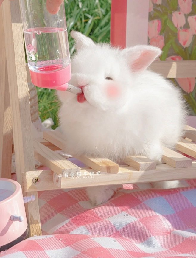 春日限定兔兔
可爱小兔子