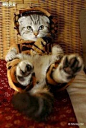 风度翩翩的天秤座猫猫 优雅有气质的天秤座猫猫，精心打扮起来更显得风度翩翩，英气逼人