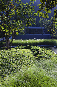 黑灰鸽子采集到景观——植物