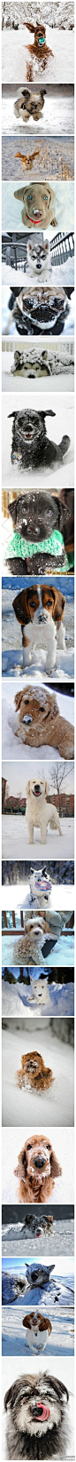 [狗和雪] 