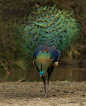 funnywildlife:

Green Peafowl/Javan Peafowl