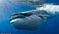 Blue whale! These animals really are the most amazing creatures!: 