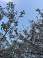 李善兰公园樱花