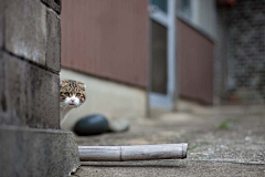 青山雀采集到猫岛