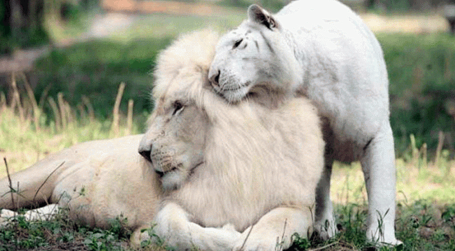 White lion and white...