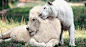 White lion and white tiger had babies together and they’re the most adorable things on Earth