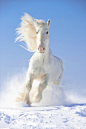 Beautiful horse.  Love horses in snow. Makes them look strong and gracefull for some reason. RD