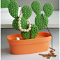 Caccessories Tray : No need to wait for the cactus to bloom, just place your earring on the rabbit ears plant and leave all your accessories on or inside the tray. Then enjoy your blooming cactus with a style.