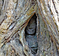 Google Image Result for http://www.changesinlongitude.com/wp-content/uploads/2012/04/PI-Angkor-Buddha-in-tree-550x523.jpg