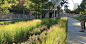 Swale, water catchment, or rain garden: 