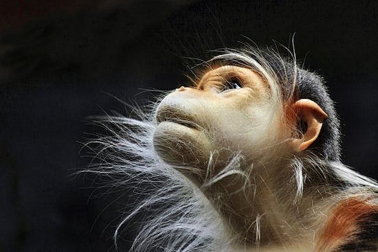 猴子一思考，上帝也沉默
