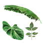 手绘热带绿色植物树叶合成元素__PNG免抠：
