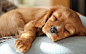 ID-951123-高清晰可爱睡觉的小狗宠电脑壁纸下载高清大图