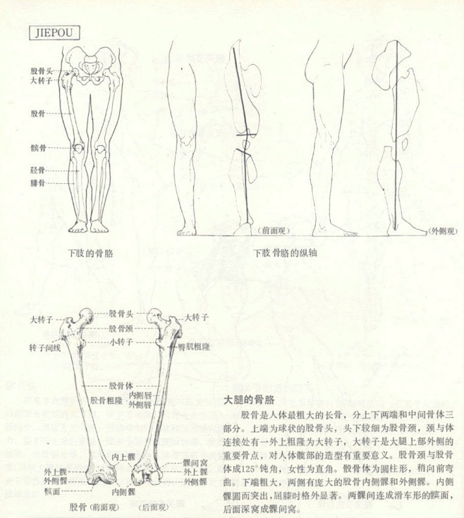 【人体结构】人体造型基础——人体局部解剖...