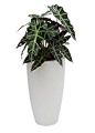 Moderne en trendy alocasia plant en pot, heel hip!